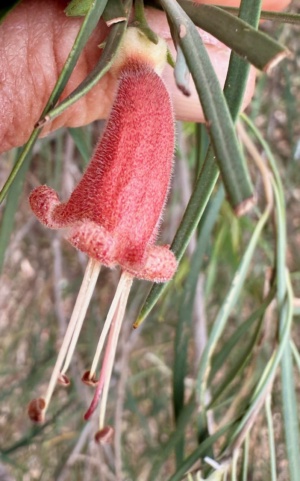 Eremophila Longifolia - The weeping Emu bush