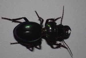 stunning green Ground Beetle - Carenum elegans