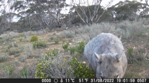 Southern Hairy Nose Wombat - Locally under threat 