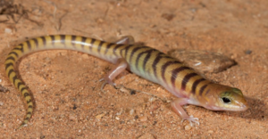 Broad -banded Sand swimmer - Eremiascincus