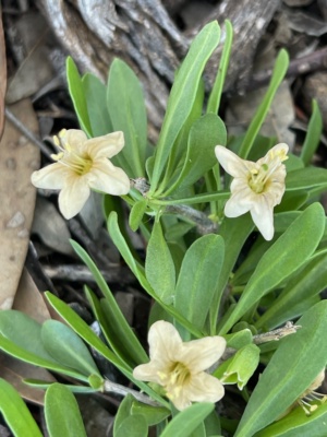 Box thorn in flower