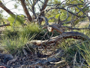 Irongrass and sedge area under Mallee