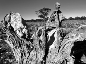 Nature entwined