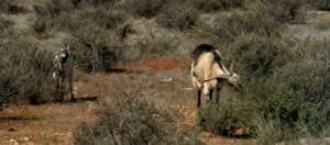 Feral Goat on the road side