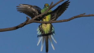 Mulga [parrot - January 2026 - Credit Ellura