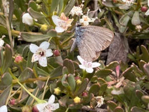 Common Grass Blue on myroporum