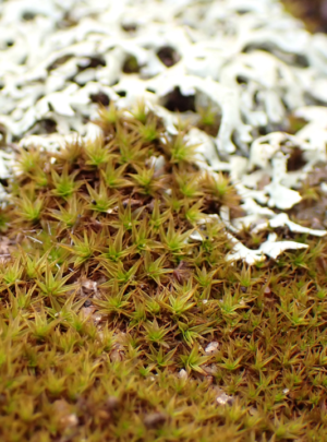Moss -the colours of the Mallee after rain