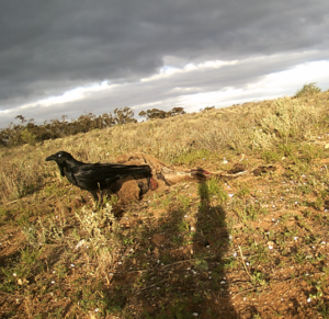 What do they say about one crow- it is attempt murder