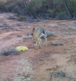 European Brown Hare - remote camera 249