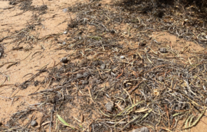 Kangaroo poop in high density