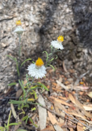 Satin Everlasting Sec 227 Oct 2024