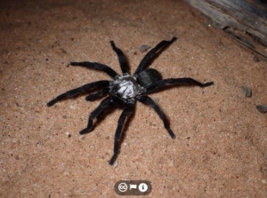 Credit Josh Martin - Brushfooted Trapdoor - Silverback