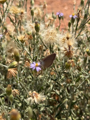 Vittadinia and a Blue ( Butterfly Subfamily Polyommatinea) 
