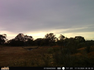 Camera captures evening with a Currawong in flight