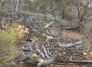 Mallee Fowl - Leipoa ocellata - newer mound younger birds Dec 24
