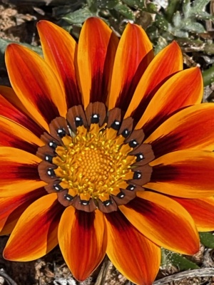 Gazania