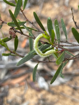 Acacia montana  - Mallee Wattle  -Rare species 215