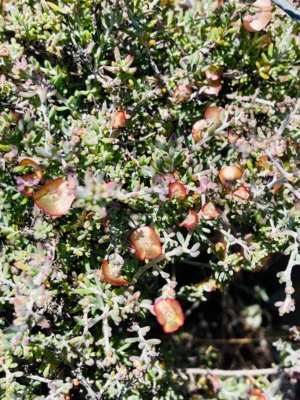 Rohrlach's  Sec 13 flowering Dec 15 2024