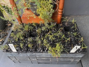 Revegetation and protection