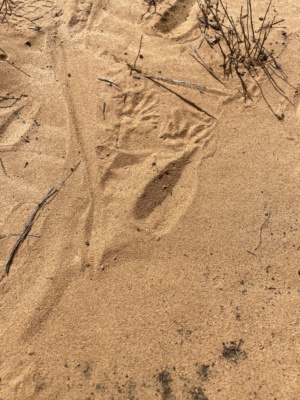 Tracks Kangaroo