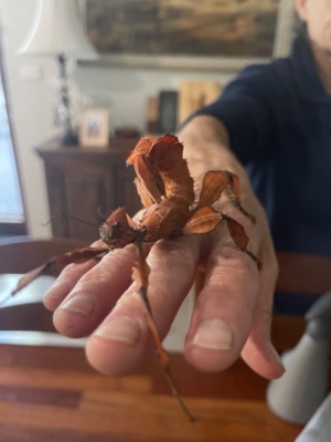 Phasmid - leaf insects make an excellent first pet