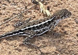 Spinifex Dragon - Ctenophorus spinodomus