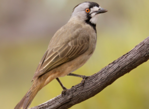 new discovery May 2025 Crested Bell Bird