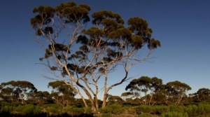 Fred O'Malle the 2024 tree of the year = Ellura