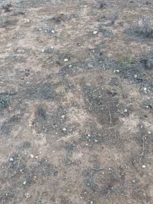 wombat damage in this dry period - 2025 jan