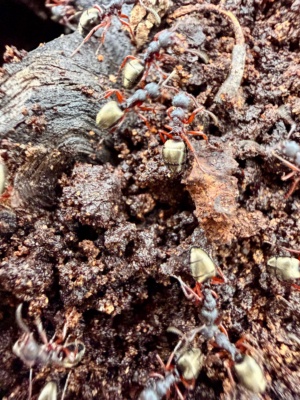 The Golden Butt Ant - AKA Dolichoderus scabridus