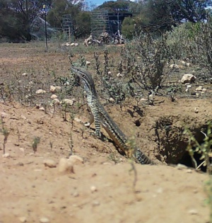 Sand Goanna  - Varanus gouldii - using warren for shelter