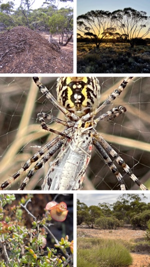 A collaboration from this country 