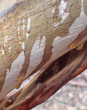 The colours of the Mallee after rain