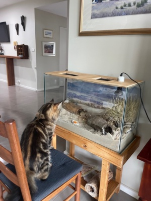 Keeping Cats inside 