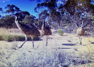 Emu - three youngsters -Dromaius novaehollandae
