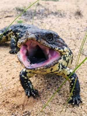 Shingleback grumps 249
