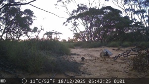Chestnut breasted Quail Thrush