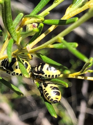 Variegated Sheild beetle