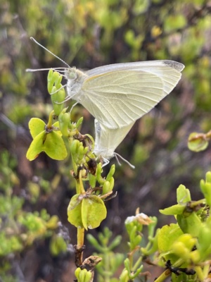 introduced and native 