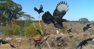 A family of White Winged Choughs Sec 13 May 2025