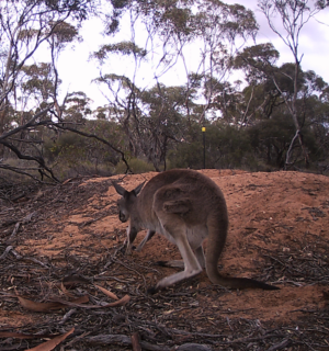 Adult Western Grey on mallee Fowl mound