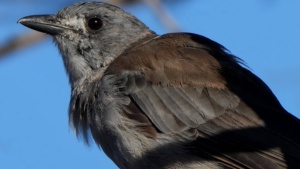 Grey Shrike Trush 