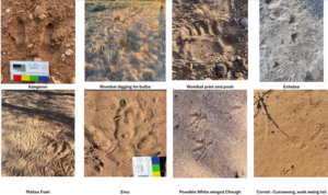 Tracks and scats 2