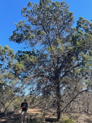 Callitris verrucosa - Sec 226 this is the Warty Cypress Pine 