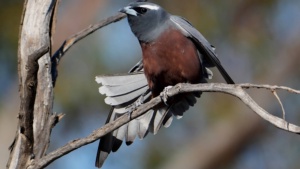 White Browed Woodswallow- credit Ellura
