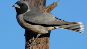 Masked Wood Swallow - Ellura 2025