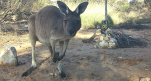 Not Roo Shy