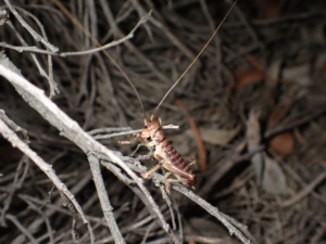 Credit Josh Martin - Raspy Cricket