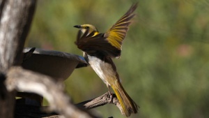 Yellow Plumed Honeyeater - credit Ellura