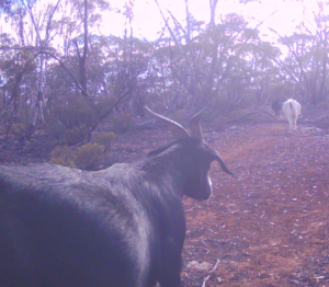 Feral Goats on Fox Goat cam